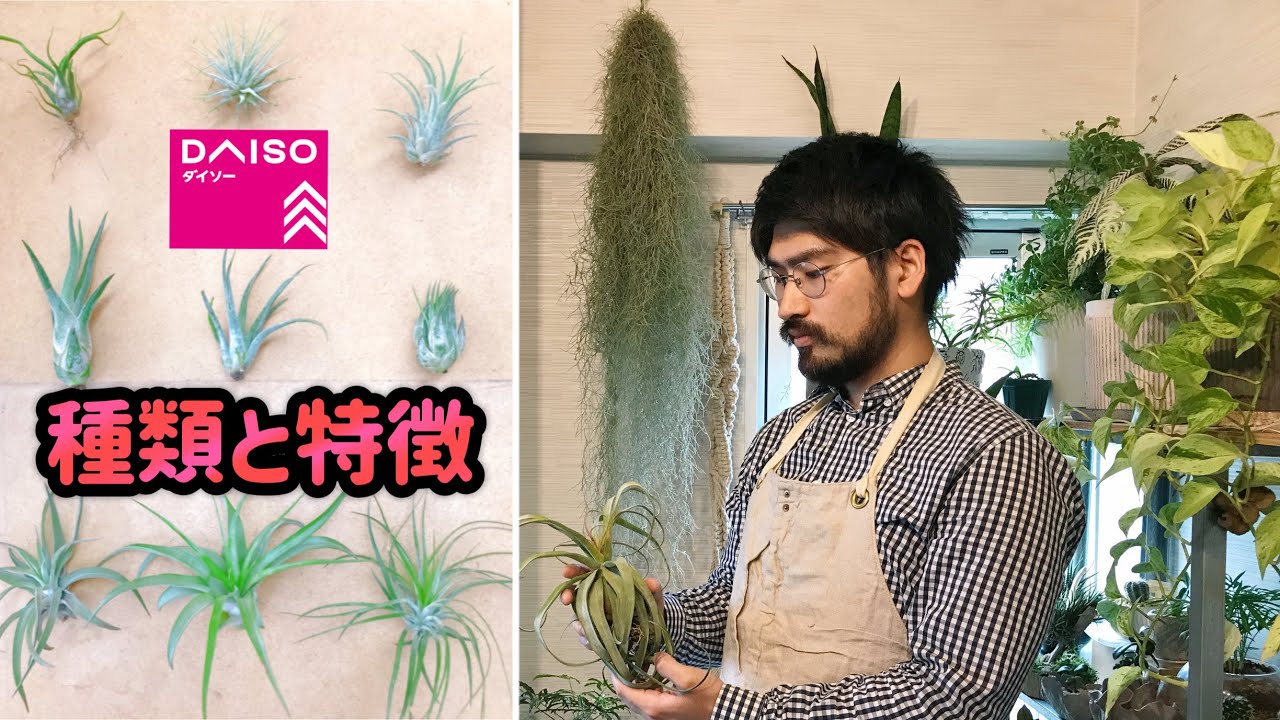 エアプランツの種類と見分け方【ダイソーで買える】【100均】自宅園芸ガーデニング