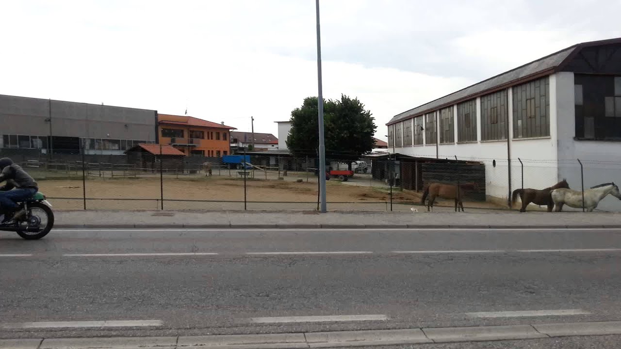 Benelli 250 GP pista / strada