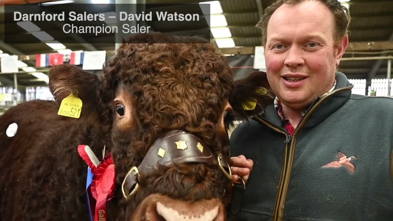 Feeding for Success at Stirling Bull Sales February 2023