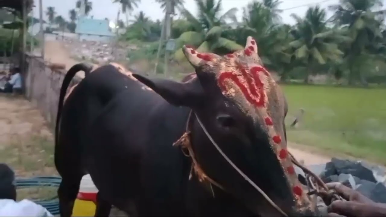 ముదివర్తిలో ధనుర్మాసంలో శని త్రయోదశి నాడు శని దేవుని కల్యాణం 28.12.2024