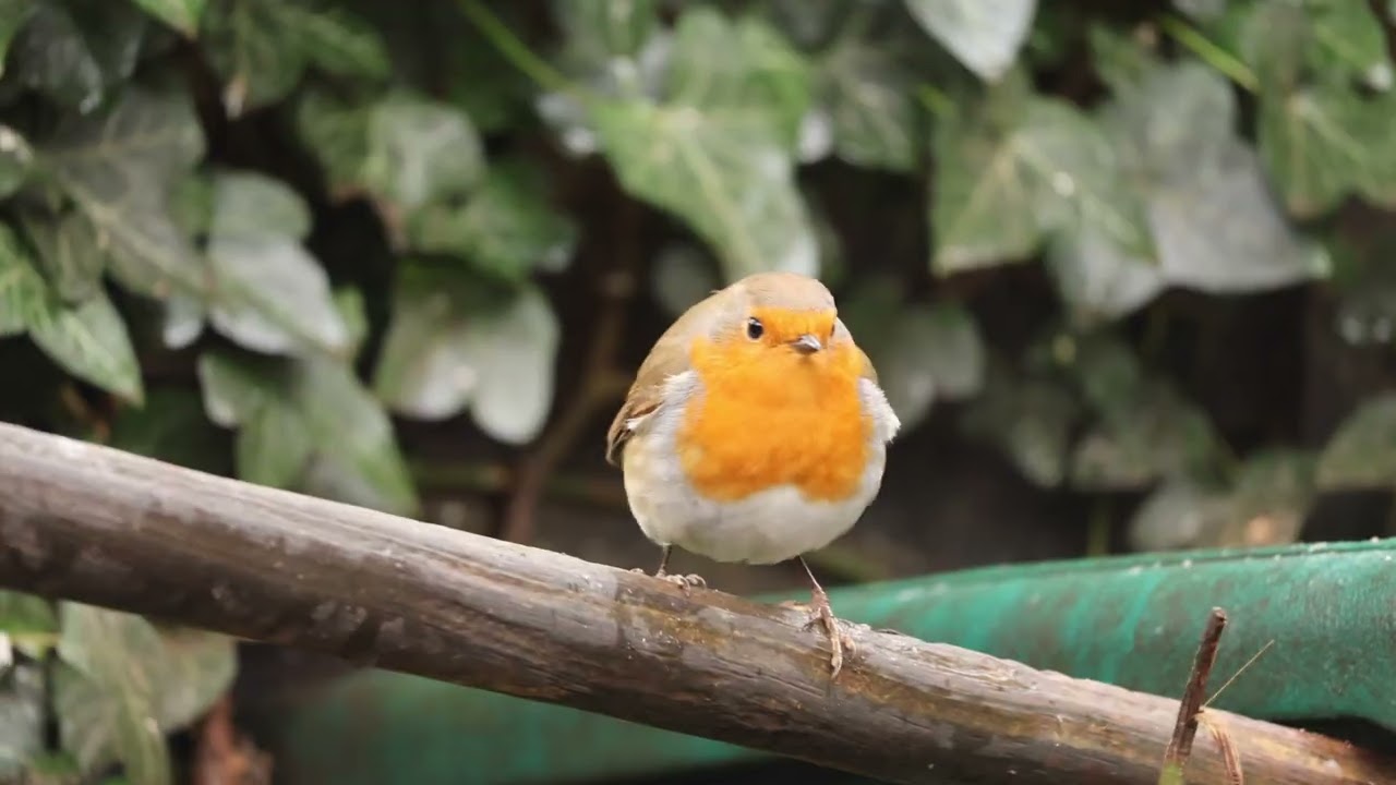 Foraging robin