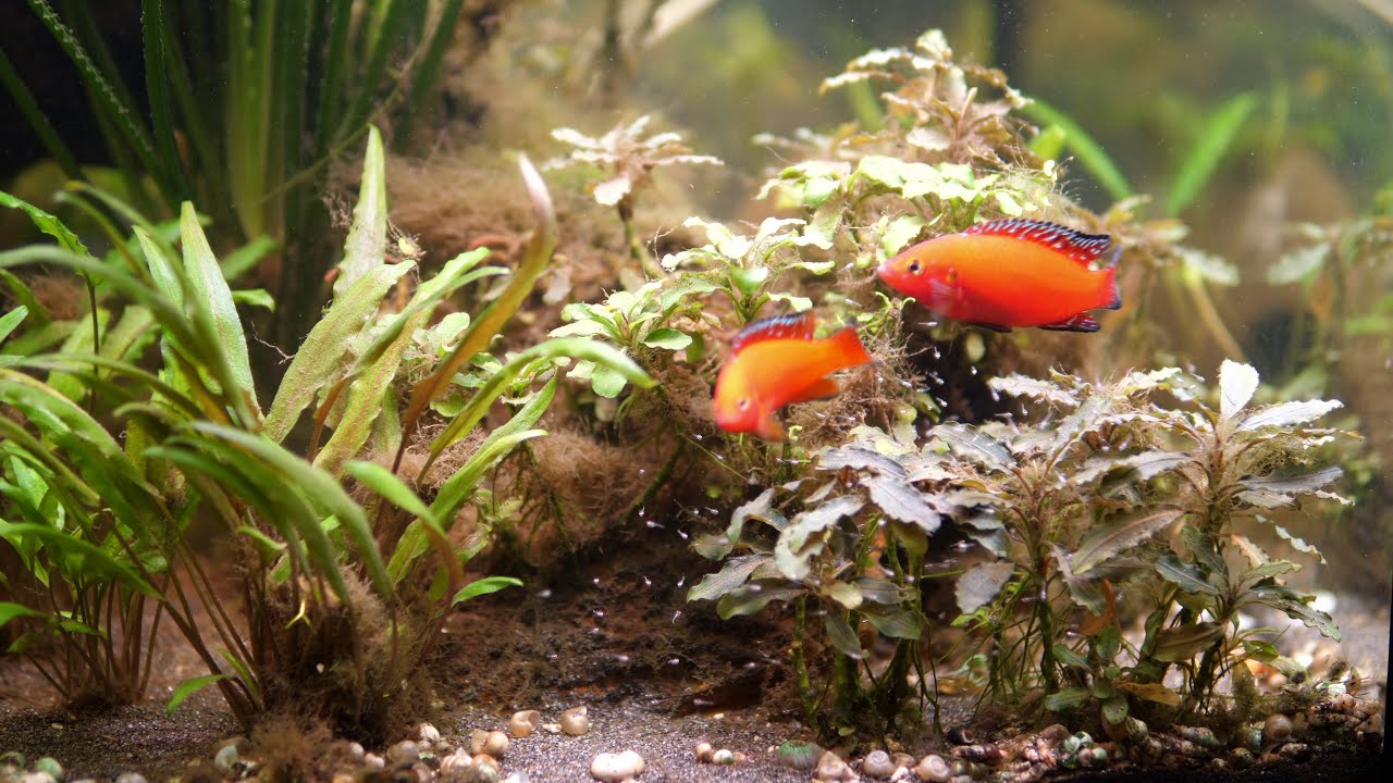 Hemichromis exsul / Roter-Turkana-Buntbarsch