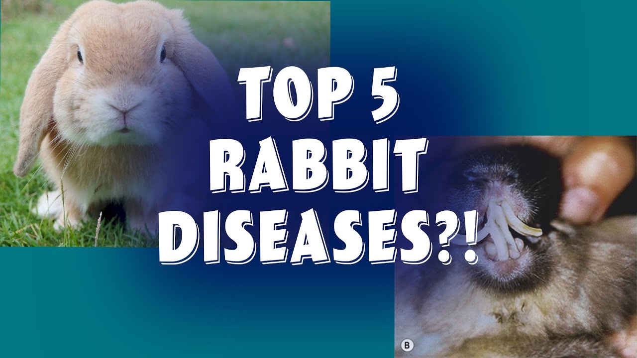 Top 5 Rabbit Diseases in 2020  from a Veterinarian!