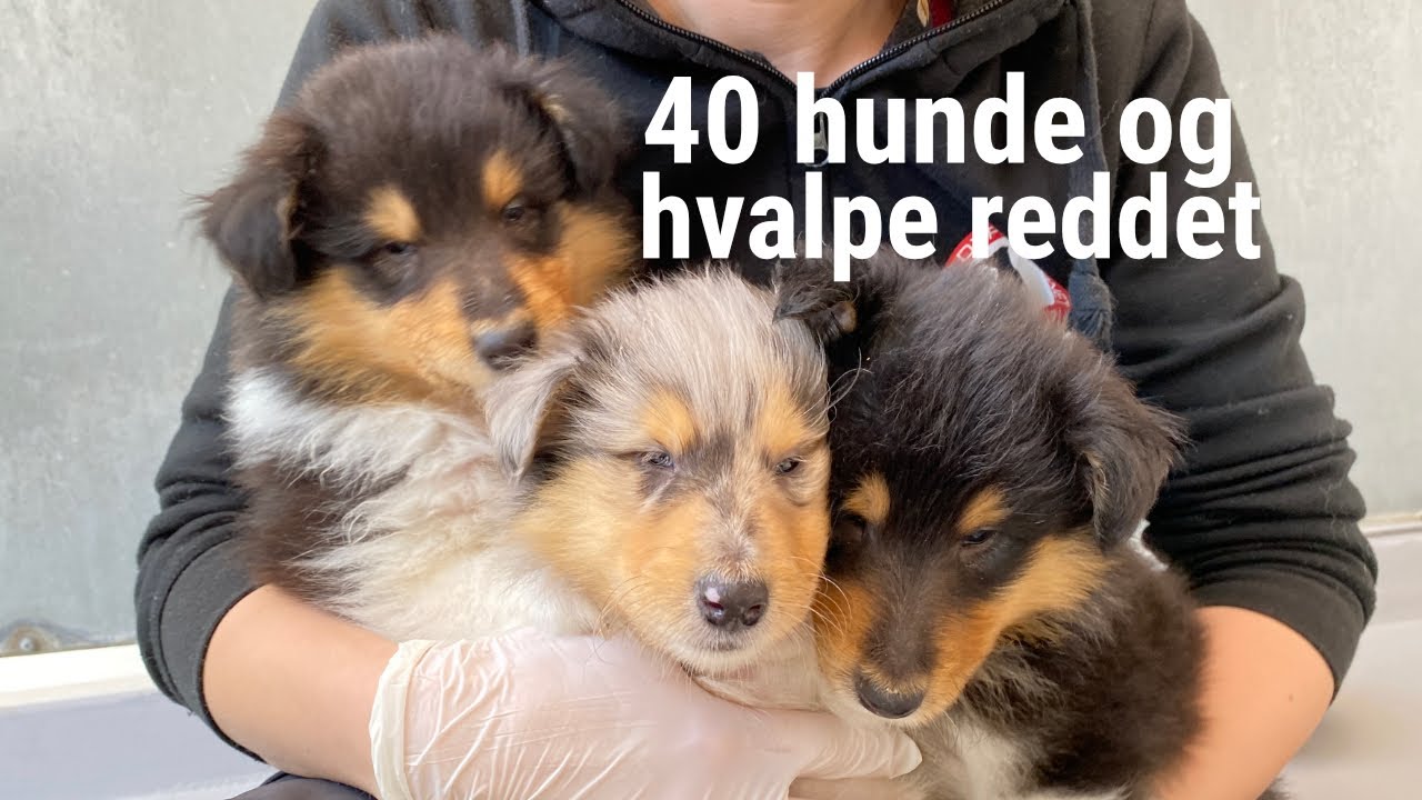 40 hunde og hvalpe reddet af Dyreværnet