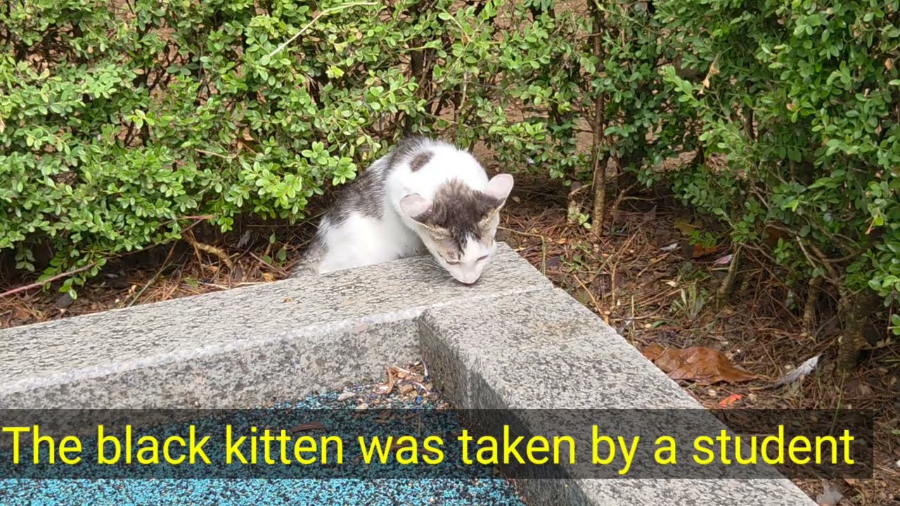 The story of Seri ....the rescue cat