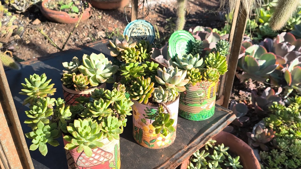 IA TUDO PRO LIXO E VIROU ARTESANATO! Replantio e achado maravilhoso 😍