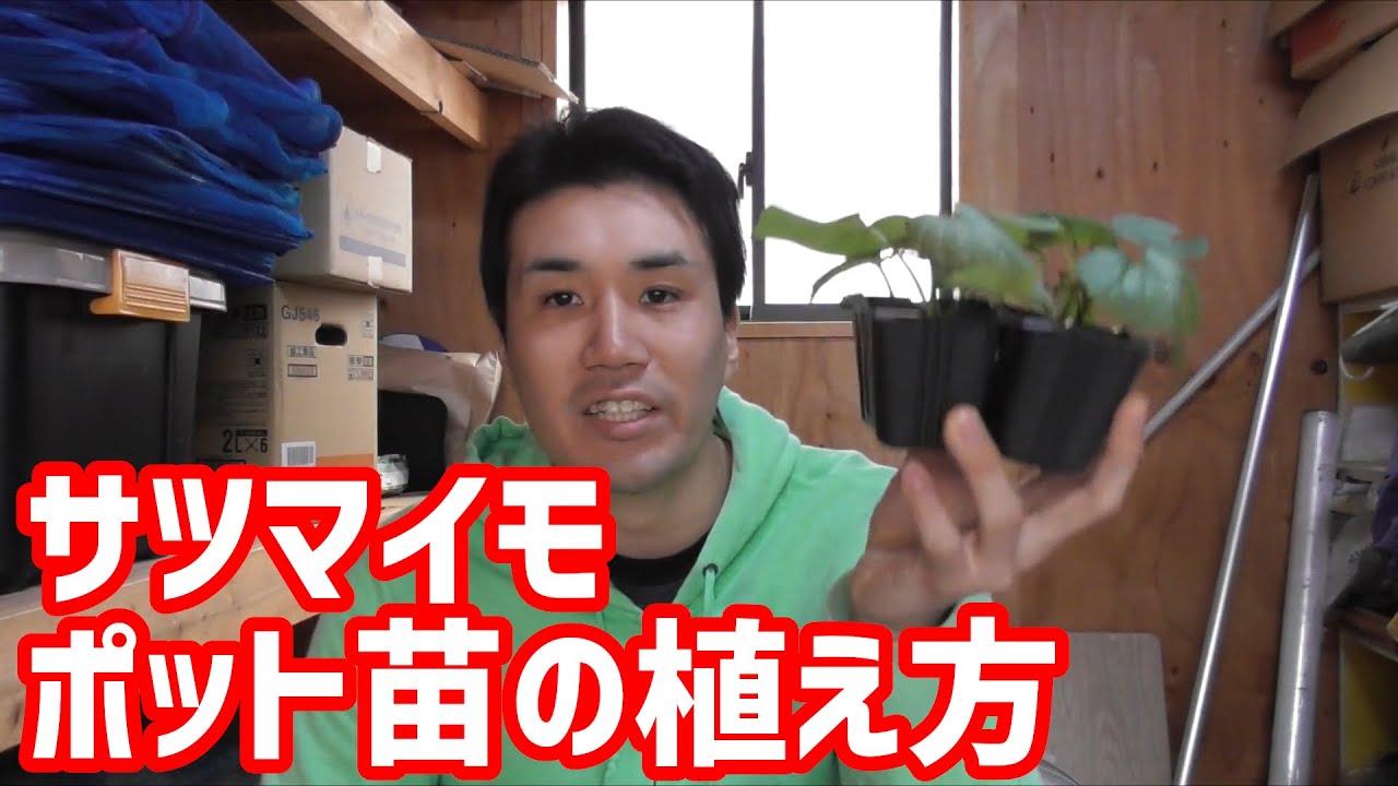 サツマイモのポット苗の植え方