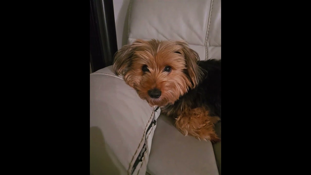 Moka