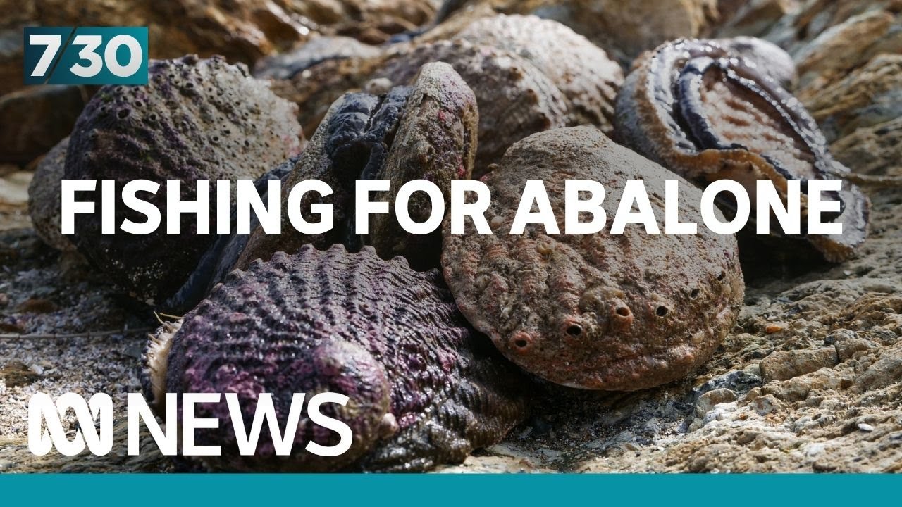 Indigenous abalone fishery setting an example to follow | 7.30