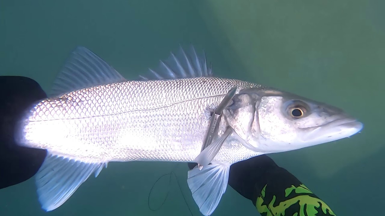 Pesca Submarina Catalu&ntilde;a INVIERNO 2020!🐟🤘🏻&iexcl;&iexcl;DENTON XXL!!😱