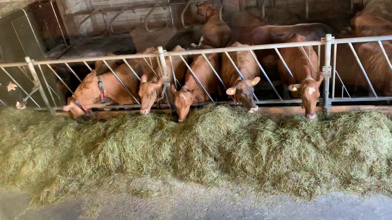 Cows Eating On The Efstidalur Farm In Iceland