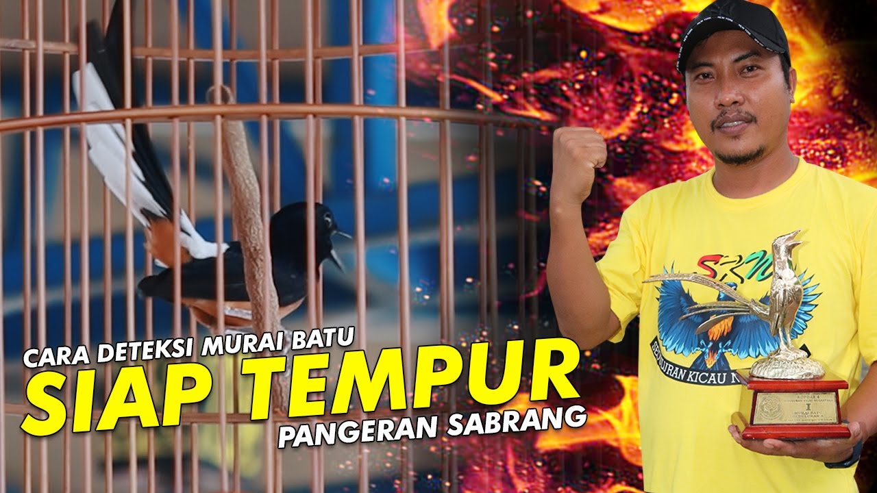 Mendeteksi Murai Batu Siap Tempur Pangeran Sabrang | Kopdar SKN 04