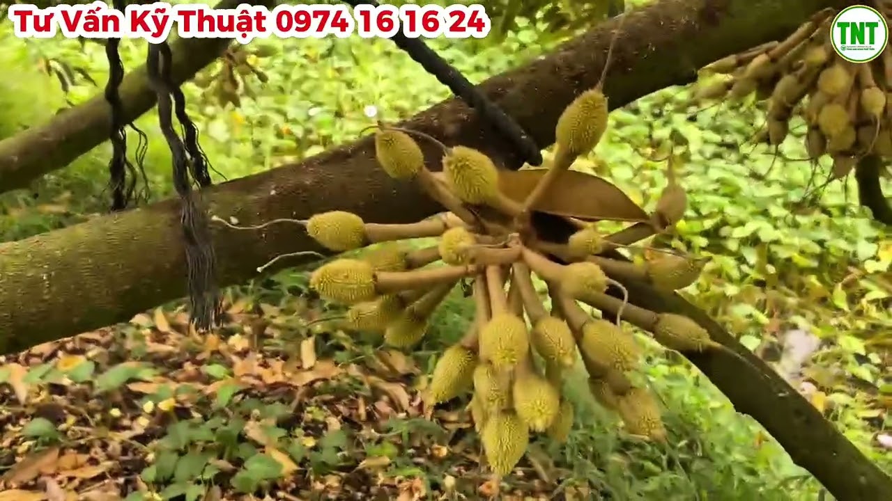 Vườn Sầu Riêng ở Nhơn Ái, Phong Điền Lên Gai, Chạy Trái Mạnh - Nước Gốc Vẫn Giữ Vai Trò Quan Trọng