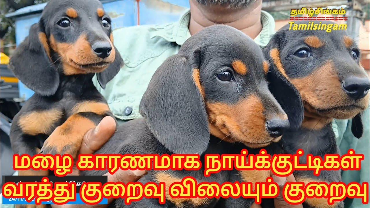 மழை காரணமாக  சந்தையில் நாய் குட்டிகள் வரத்து குறைவு/குட்டிகள் விலையும் குறைவு #dog #kunnathur