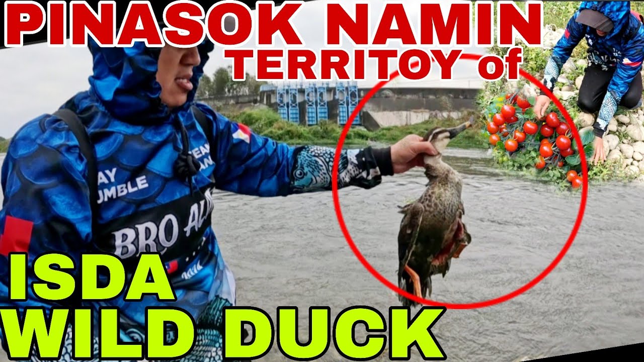 Wild duck Habang nangingisda kami sa Teritoryo ng LIGAW NA KAMATIS