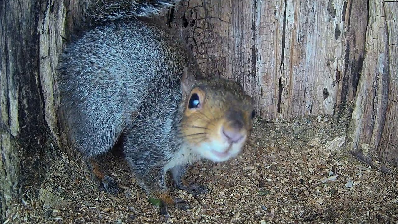 Cute Grey Squirrel Curls Up to Sleep | Discover Wildlife | Robert E Fuller