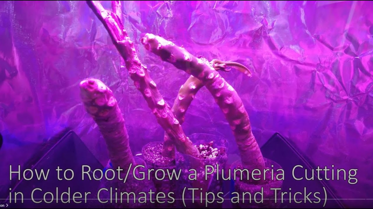 4K DIY How to Root & Grow PLUMERIA Cutting - In Depth Guide - Cold Climates
