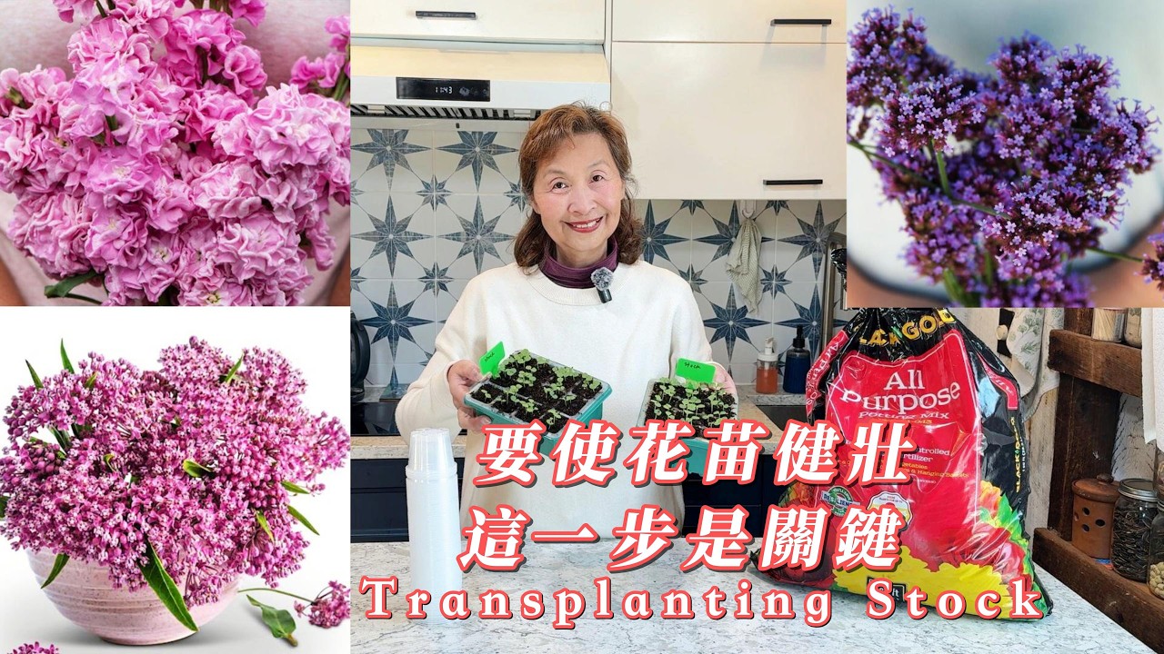 【華園花道】要使花苗健壯，這一步是關鍵｜給紫羅蘭間苗移栽，育馬利筋和馬鞭草花苗｜Transplanting Stock seedlings #美國生活 #花園生活