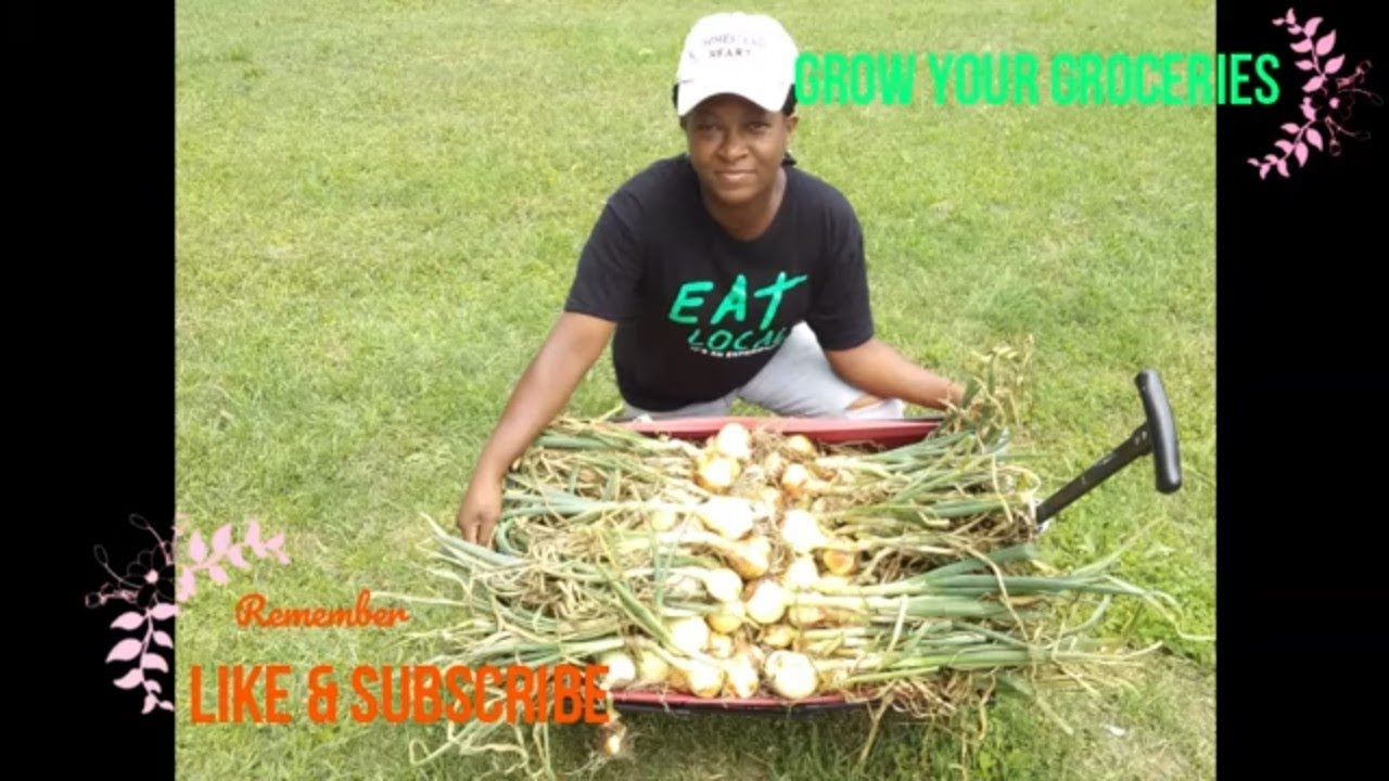 2021 ~ ONION HARVEST ~ GROWING OUR GROCERIES!
