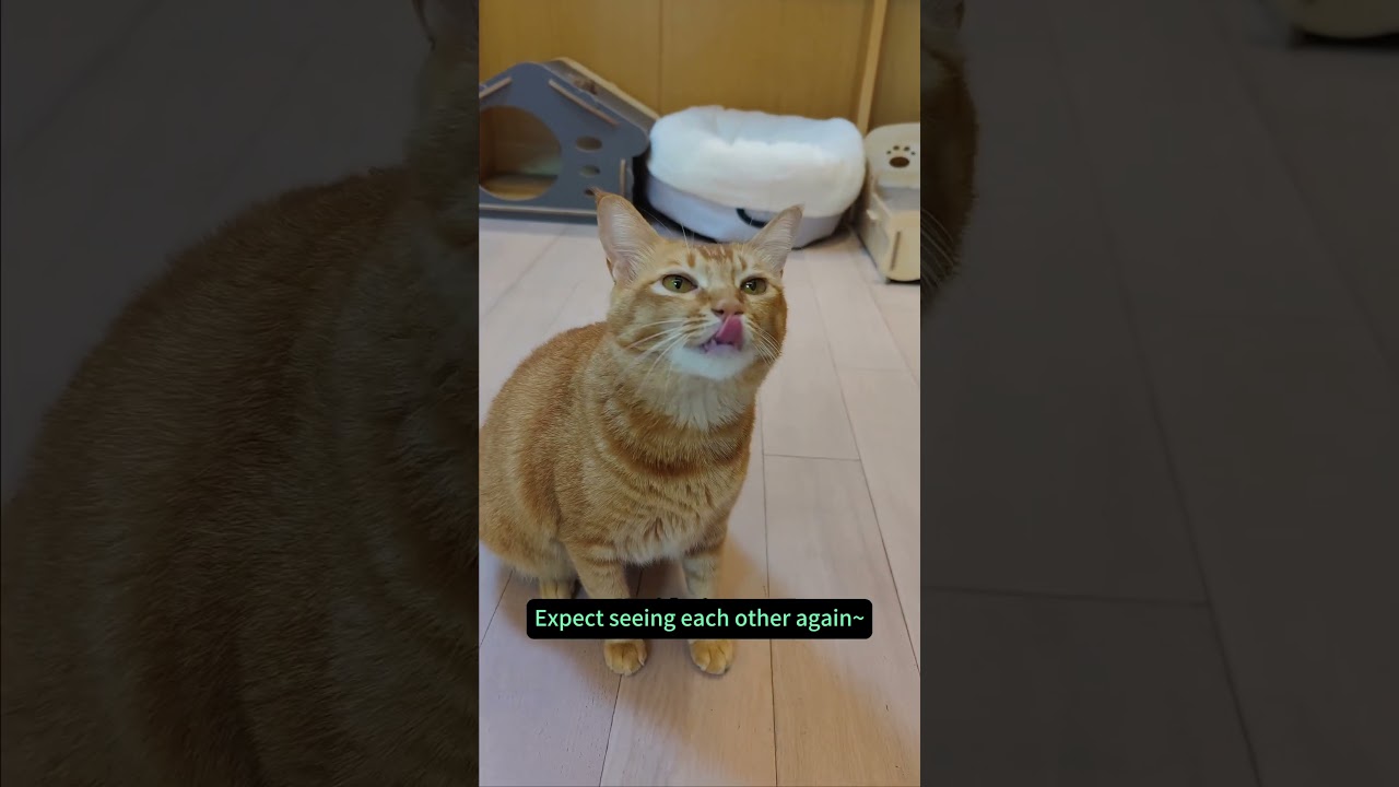 Surprised my cat singing with me#cat #pets #singing