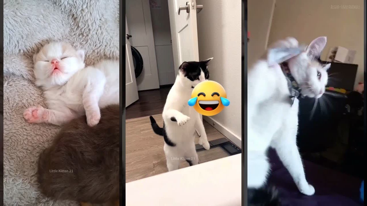Funniest Cat 🐕 #fyp 🥰 #FunnyCats #9022