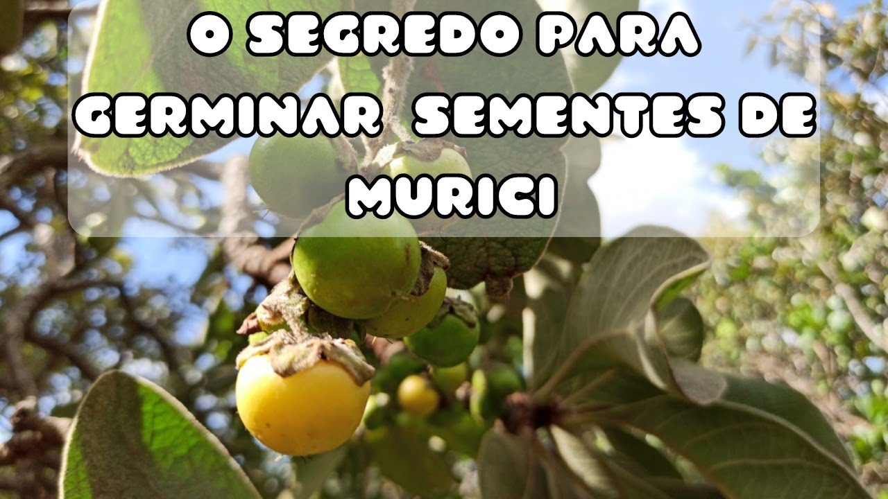Como germinar sementes de Murici. O melhor m&eacute;todo.