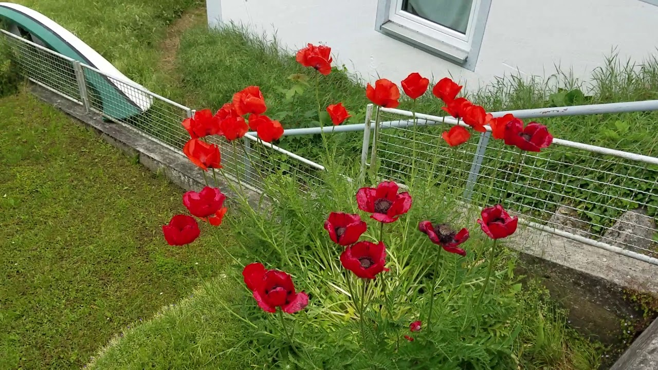 Walking through the streets of Munderkingen Germany taking in beautiful views and flowers of private