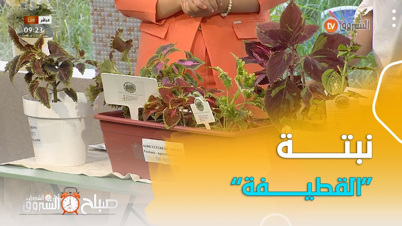تعرفوا على نبتة 