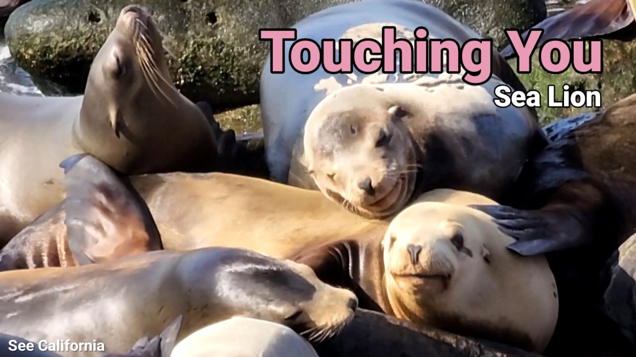 Touching You Sea Lion 