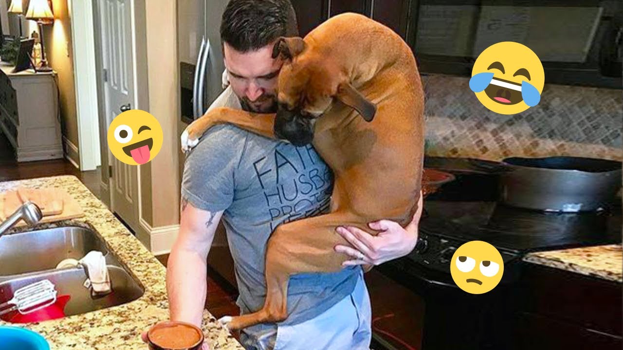 You Can’t Stop Laughing At These Dogs 🤣 FUNNIEST DOGS Video 2026 #38