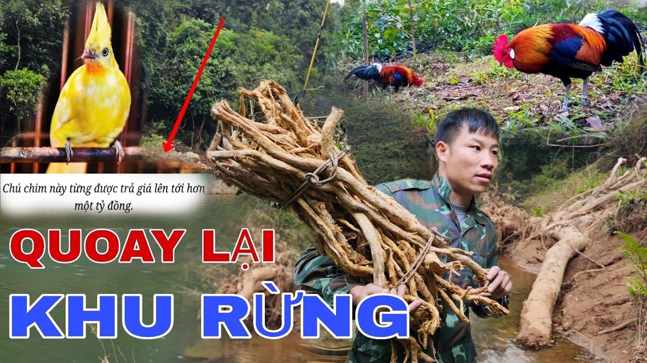 GẶP LẠI LOÀI CHIM ĐỘC LẠ / LẤY DƯỢC LIỆU, BÁM THEO NHỮNG CON GÀ RỪNG HOANG DÃ !