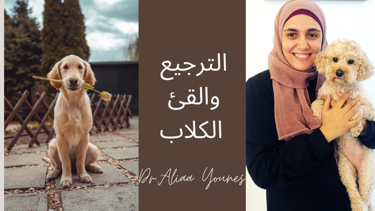 أسباب ترجيع الكلاب وقيئ الكلب| علاج ترجيع الكلاب #ترجيع الكلب #بارفو الكلاب