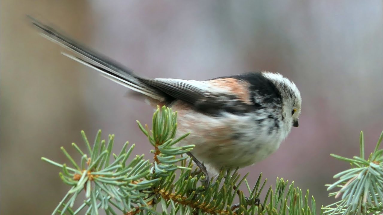 Vogelbeobachtungen im Garten, im Wald und am Feldrand, bird watching