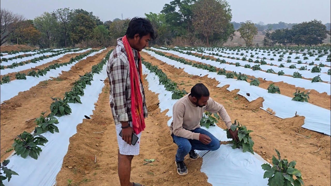 Grafted brinjal farming | ग्राफटेड बैंगन की खेती की सुरुवात 