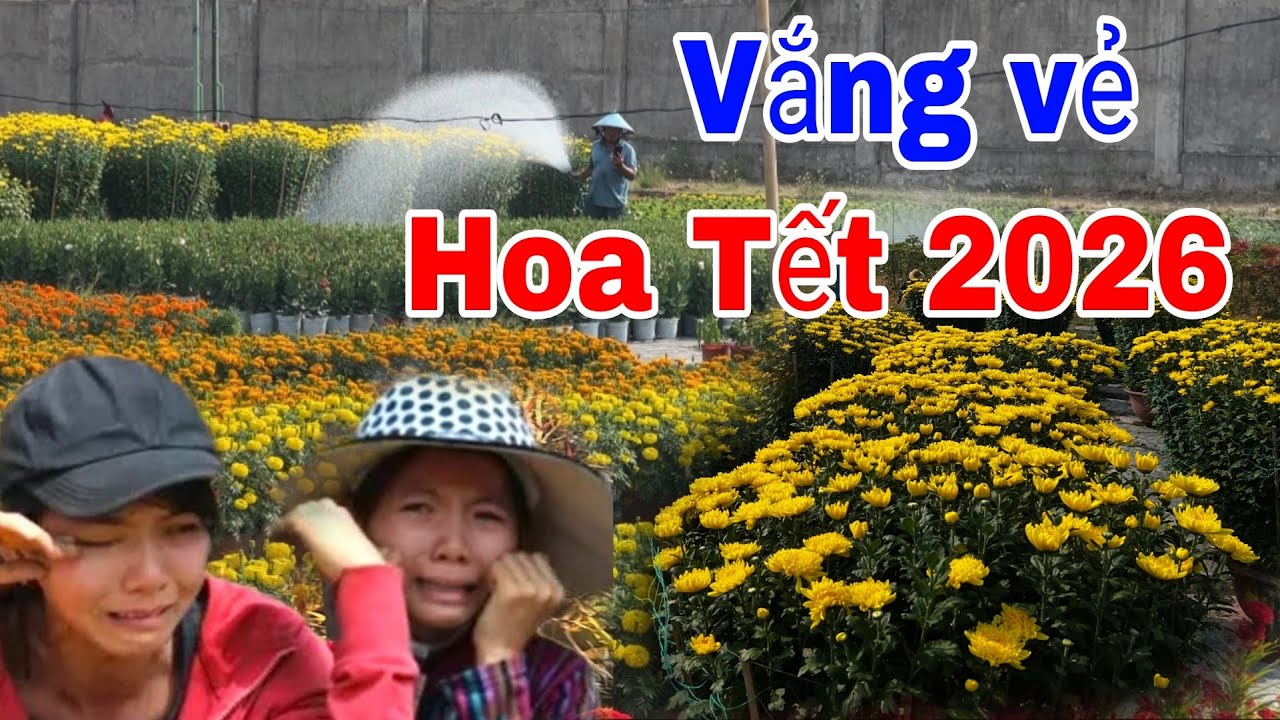 Điều hiu hoa Tết 2026 nhà vườn khóc ròng vì buôn bán quá khó khăn