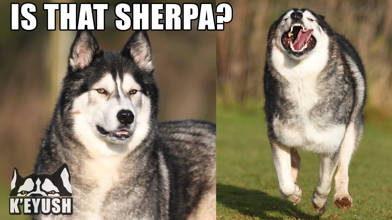 Husky's suspicious! Reunited with Best Friend at The Park!