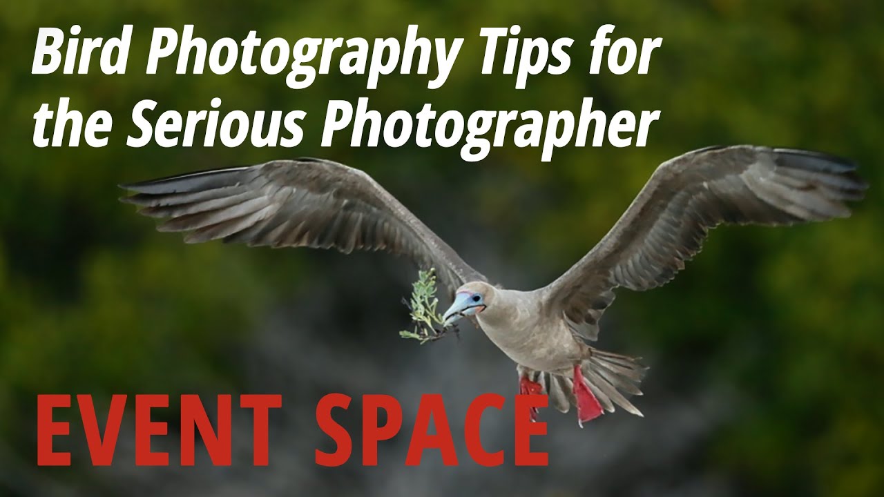 Bird Photography Tips for the Serious Photographer