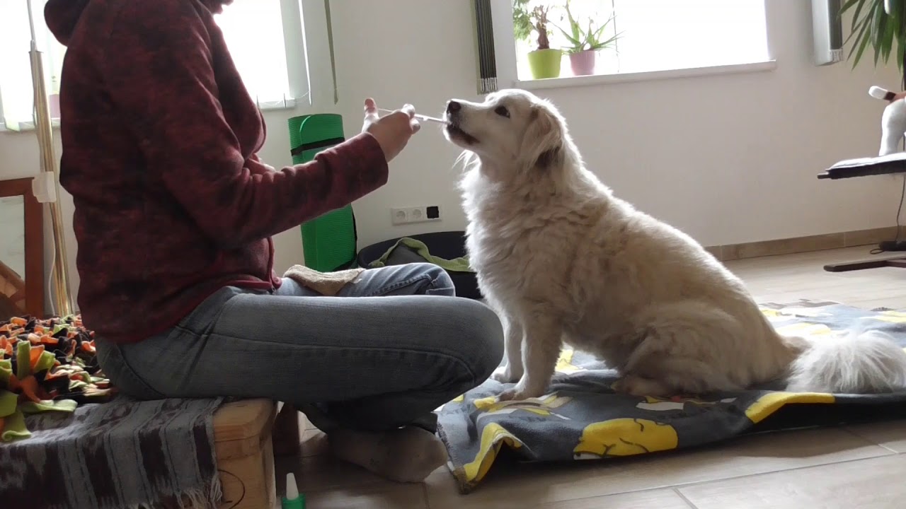 Medizin freiwillig nehmen mit heiklem Hund