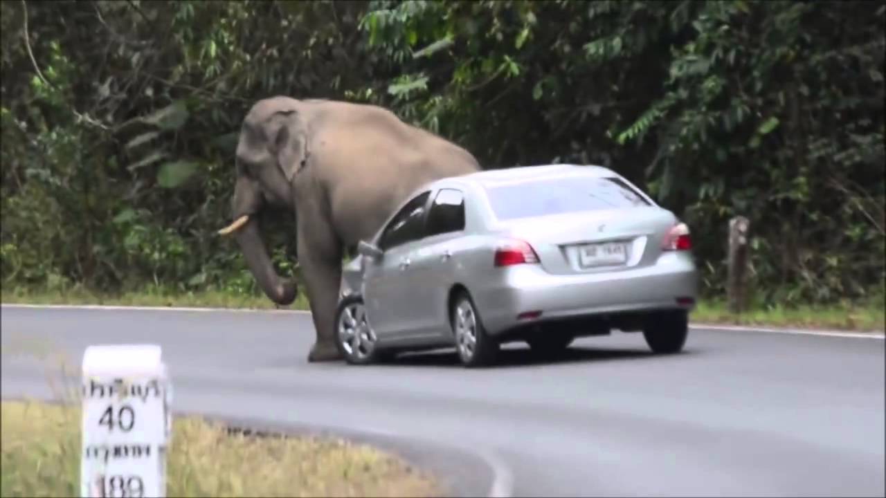 Elephant Attacking Car Thailand