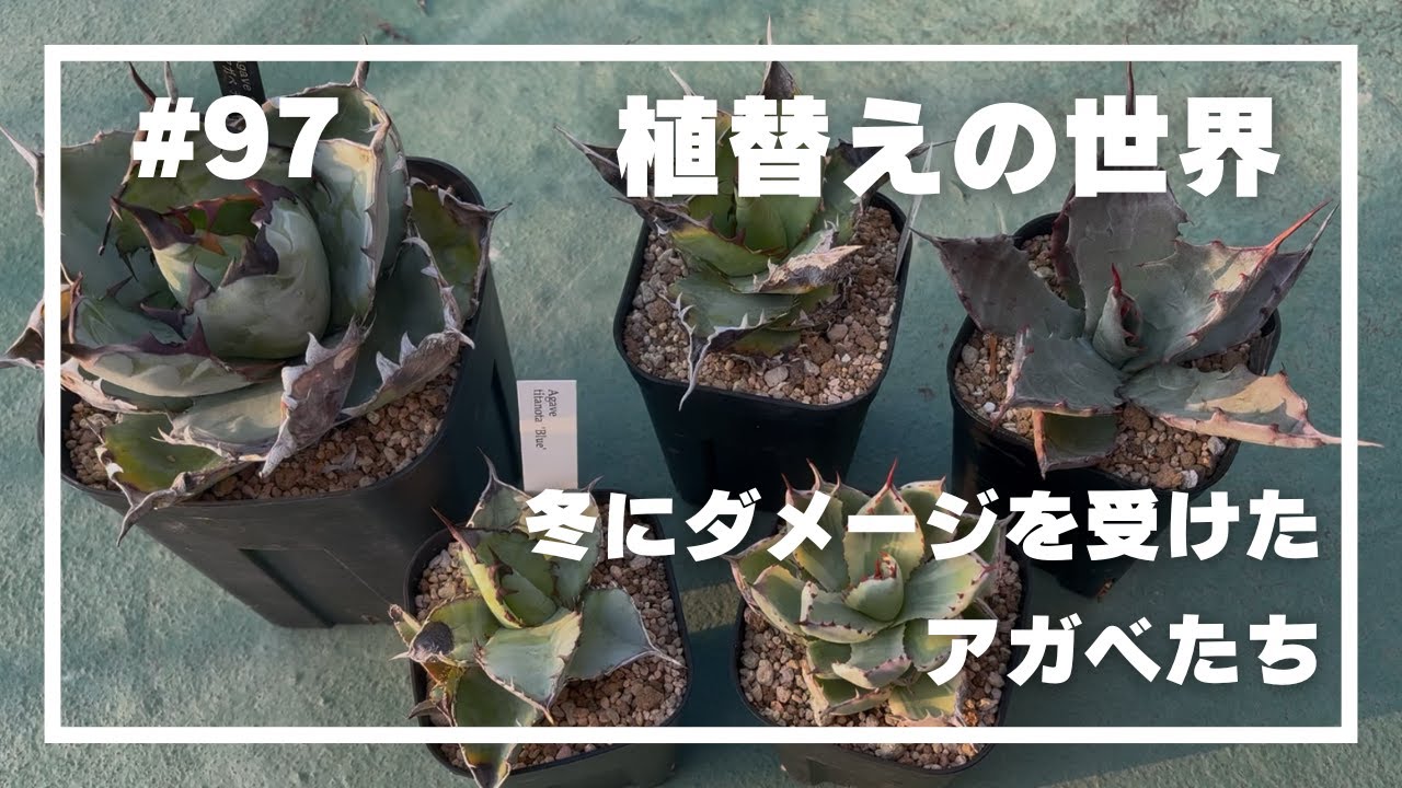 【アガベ 】#97 _植替えの世界／冬に大ダメージを受けたアガベ