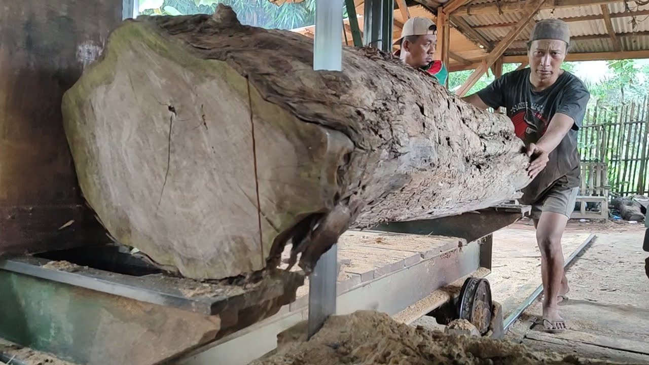 A large piece of old, magical teak wood was sawn at a sawmill, leaving everyone stunned