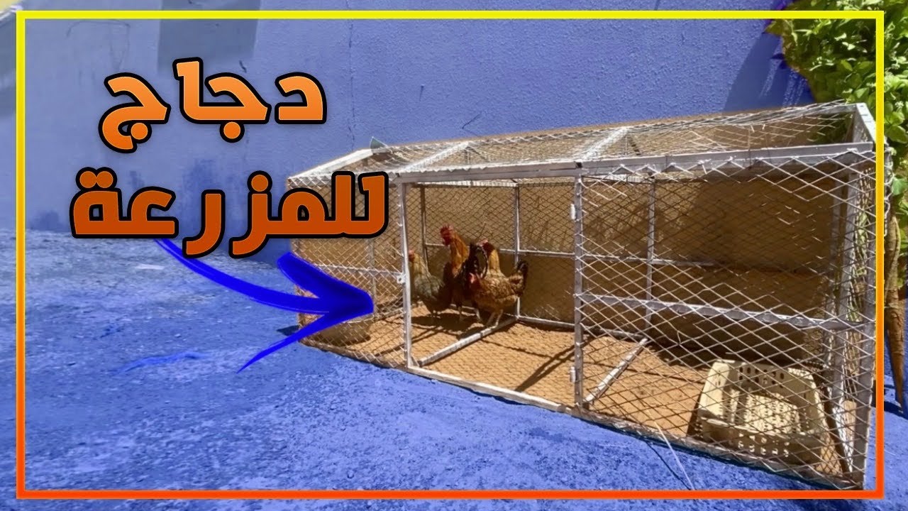 جبت دجاج بالحديقة🐓