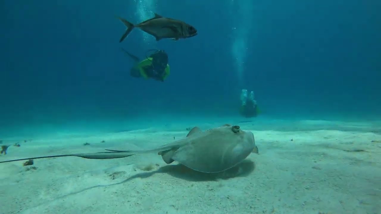 BUCEO EN SAN ANDRES ISLA 4K