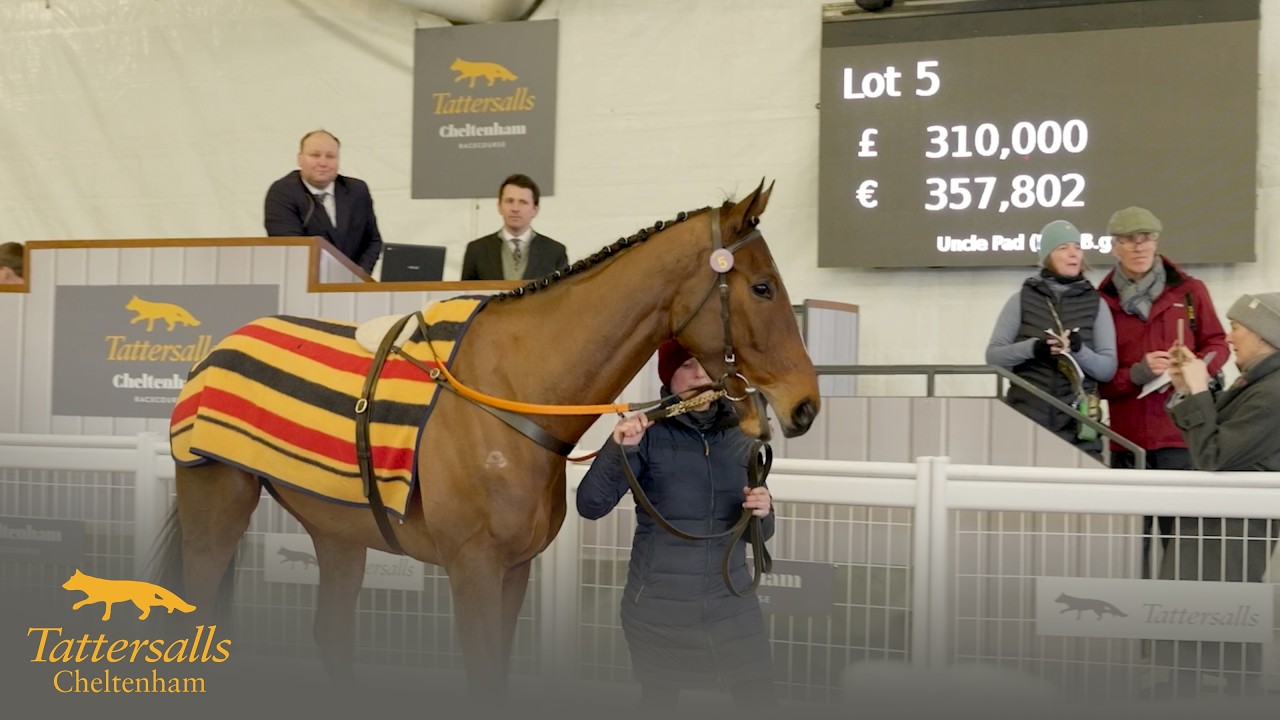 Tattersalls Cheltenham February Sale 2026 Review