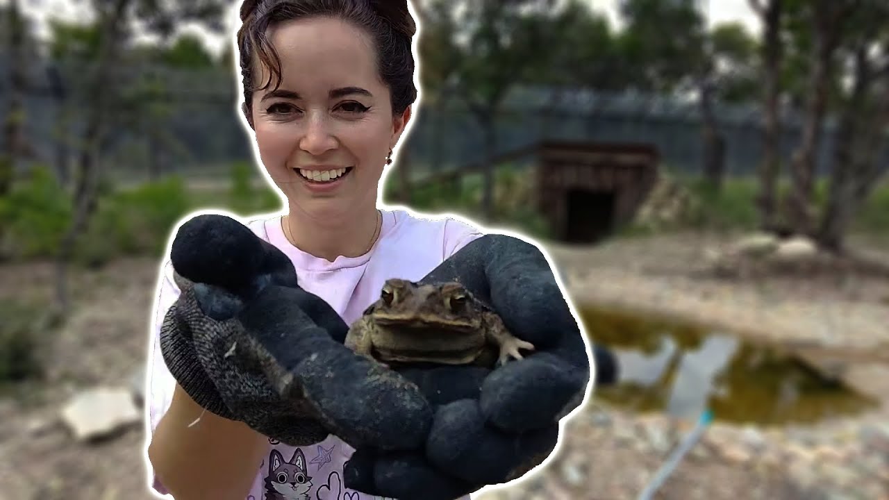 Cleaning Wolfdogs' Pond🐺💧 - 8/9/24