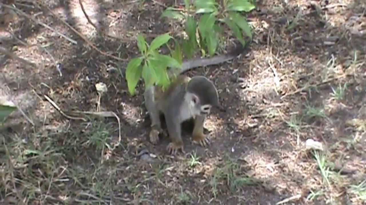 Zoológico de Guayllabamba Cortometraje Documental HD