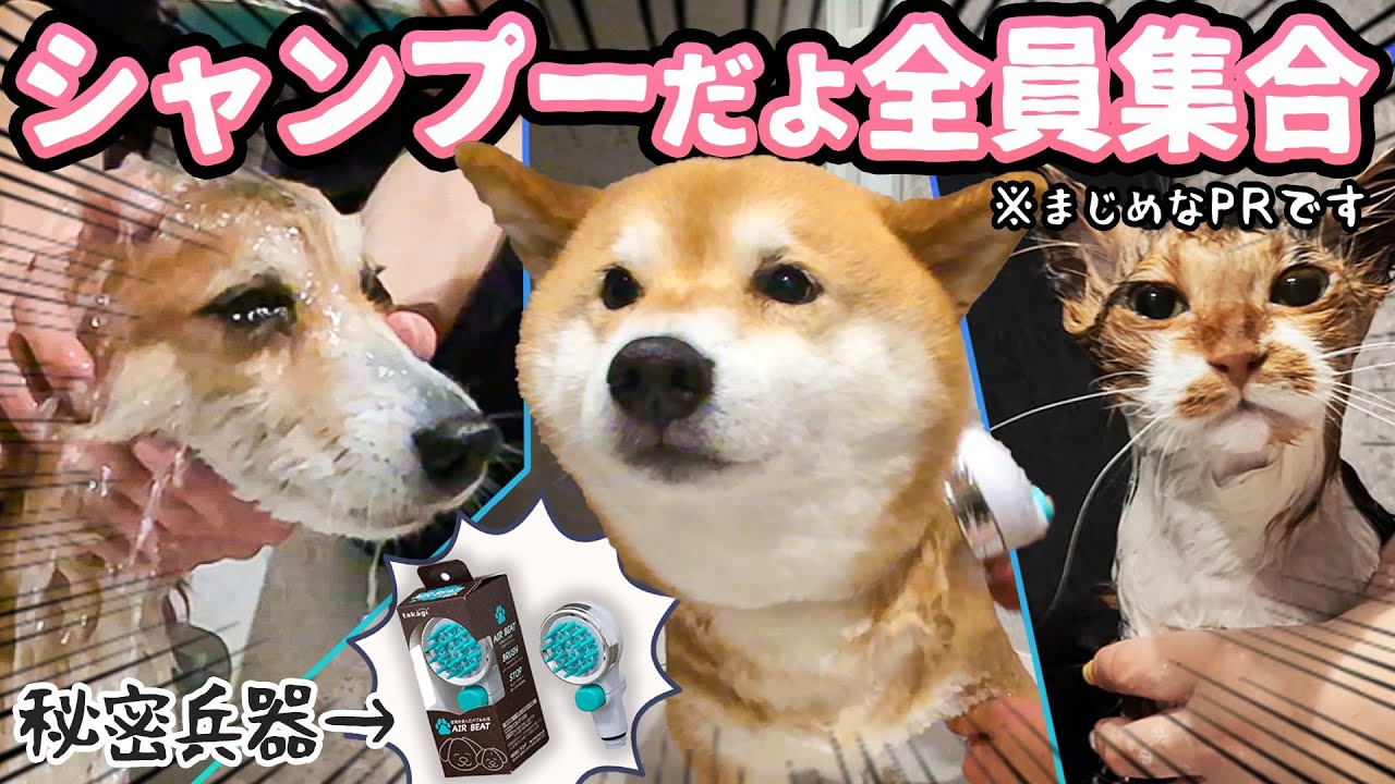 久々のおうちでシャンプー×３！！ペット専用シャワーヘッドが革命だった！？【エアビートシャワピタfor pets】