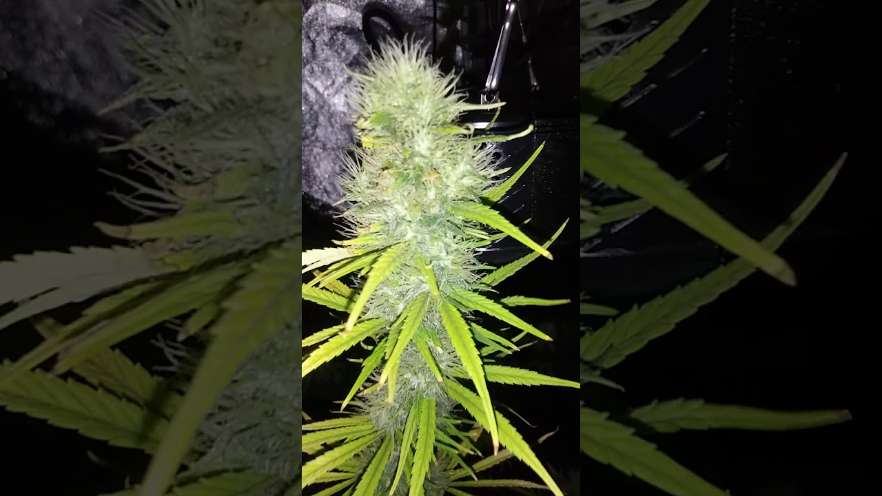 Ghost train haze week 6