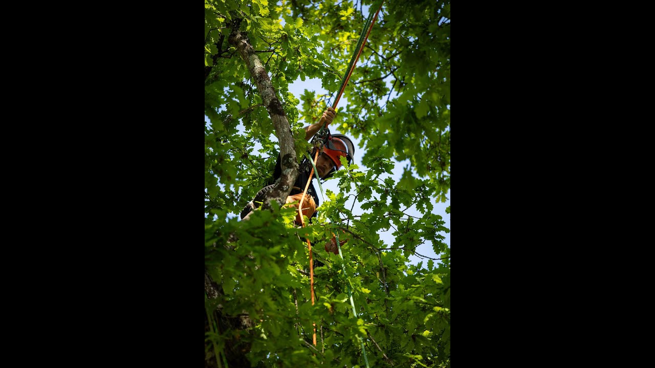 Arborists at work in Cardiff