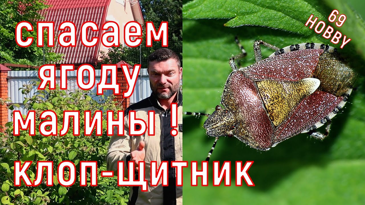 Ягода малины портится и воняет?  Причина в нём! Ягодный клоп- щитник!